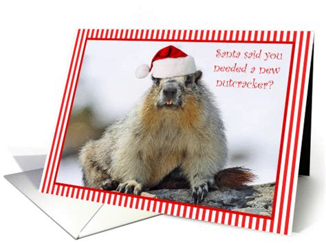 Humorous Squirrel Christmas card (309673)