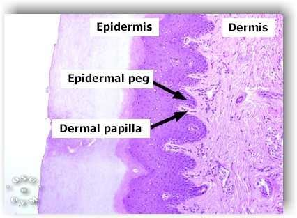 Image result for dermal papilla histology | Epidermis, Dermis, Map