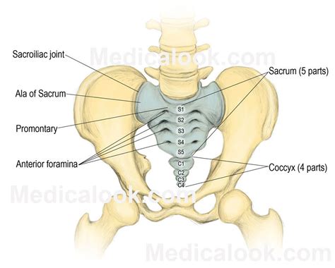 The sacral promontory is used as a gynecological landmark when ...