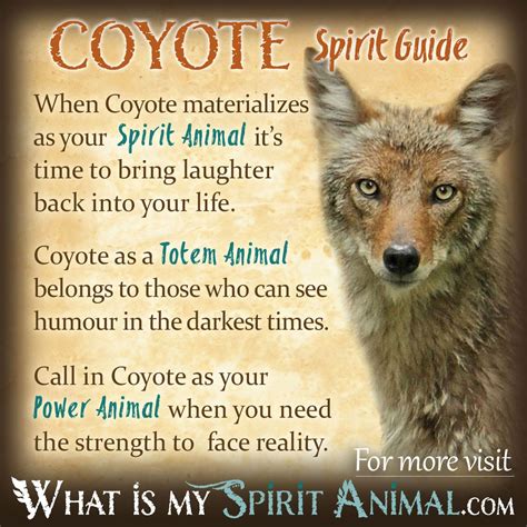 Coyote Symbolisme et Signification | Esprit, Totem et de l'Alimentation ...