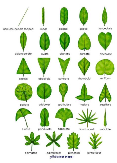 leaf shape - for leaf classification | Plant classification, Botany ...