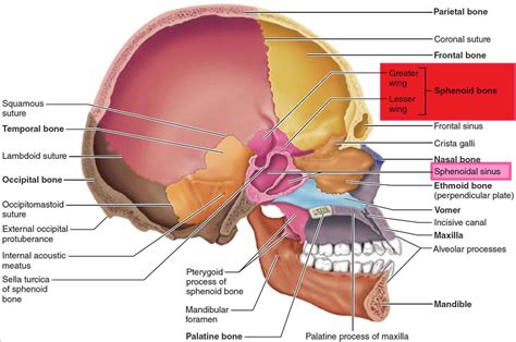 Sphenoid bone anatomy, function, parts & sphenoid bone fracture