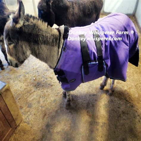 Miniature Donkey Blanket - Donkey Whisperer Farm