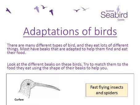 Scottish Seabird Centre - Adaptations of Birds worksheet | Teaching ...