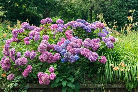 Learn how to change the color of your hydrangeas. Find out how to ...