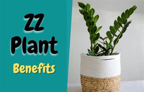 10 Proven Benefits Of ZZ Plant - (Are They Lucky?)