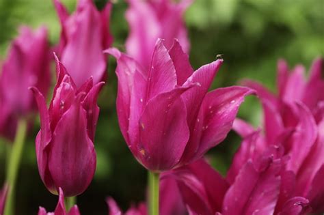 Premium Photo | Pink tulips in the garden