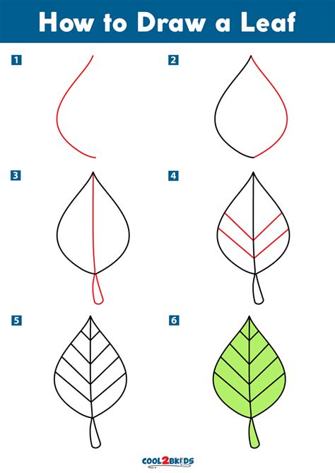 How to Draw a Leaf - Cool2bKids