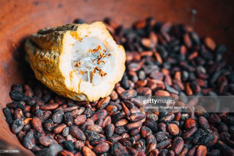 Cocoa Seeds Beam And Fruit Close Up High-Res Stock Photo - Getty Images