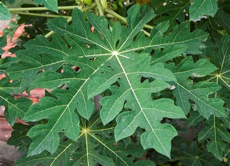 Papaya Leaves – Health and Beauty Benefits | Top Natural Remedies