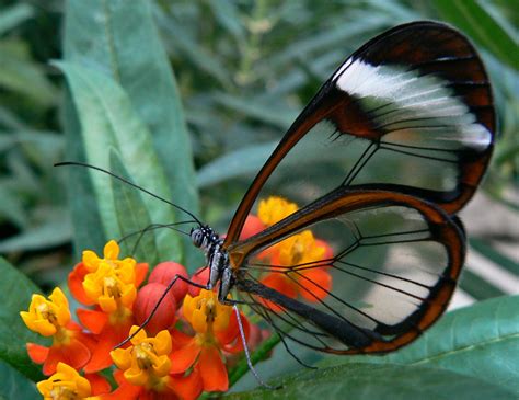 NC DNA Day » To Attract or Avoid: Butterfly Wing Patterning