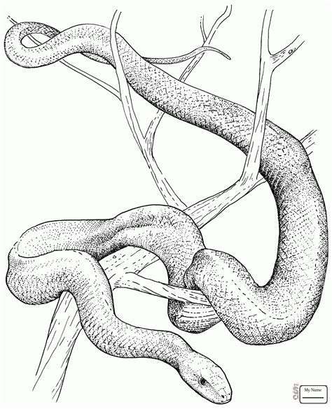 Realistic Snake Drawing at GetDrawings | Free download