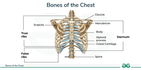 How Many Chest Bones are in the Human Body? - GeeksforGeeks