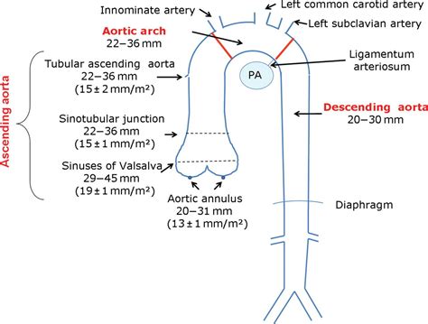 Echocardiography in aortic diseases: EAE recommendations for clinical ...