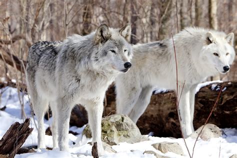 Facts About Tundra Wolves | Animals - mom.me