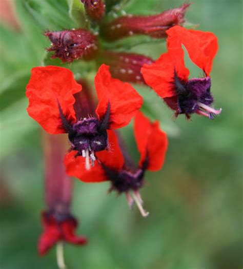 Bat-faced cuphea, Cuphea llavea-Wisconsin Horticulture | Flonchi