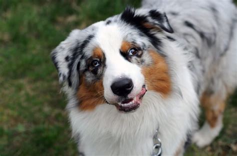 What Would A Border Collie Australian Shepherd Mix Look Like