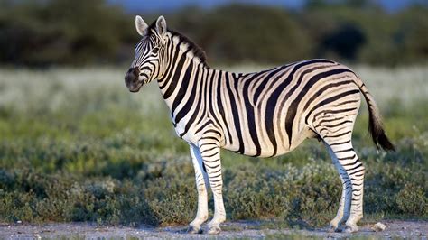 Zebra, Black & White, couple, cute animals HD Wallpaper