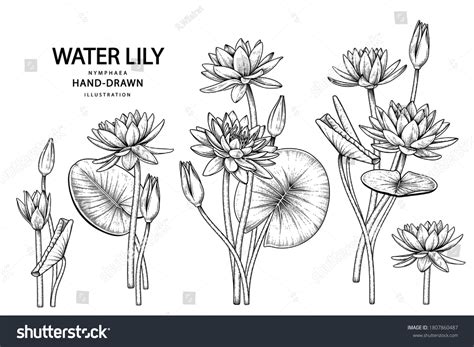 Water Lily Outline