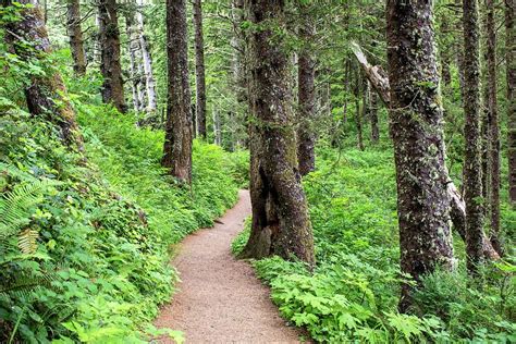 The Cape Lookout Trail Along The Oregon Photograph by Mike DeCesare ...