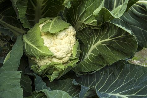 Snowball Early Cauliflower Seeds – Farmhouse Seeds