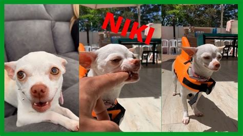 Chihuahua NIKI the world's most nervous dog - YouTube