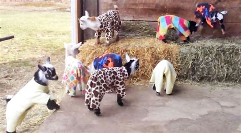 This Video Of A Baby Goat Pajama Party Is Exactly What You Need Today