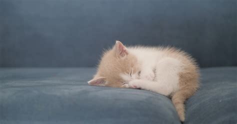 Kitten Sleep Stock Video Footage for Free Download