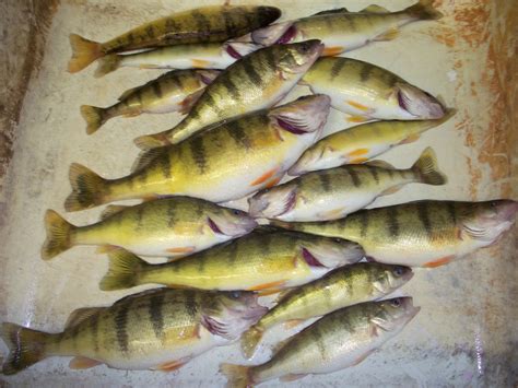 robfisherie: First Day Perch Fishing a Successful One Lake Erie