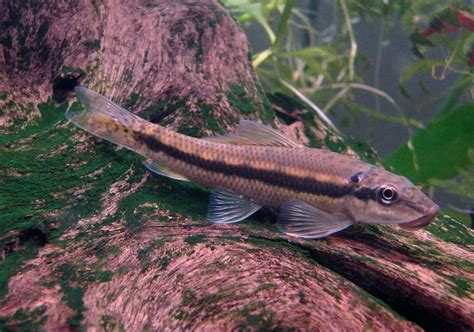 Chinese Algae Eater Going Crazy - Telnyet Aquarium Fish