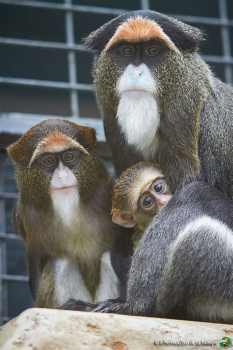 Baby De Brazza’s Monkey for La Palmyre Zoo - ZooBorns