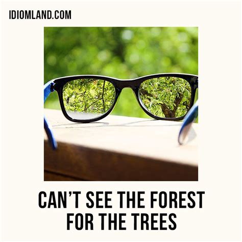 idiom ”Can't see the forest for the trees” | Idioms, English idioms ...