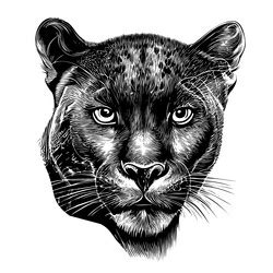 Black Panther Sketch Vector Images (over 1,300)