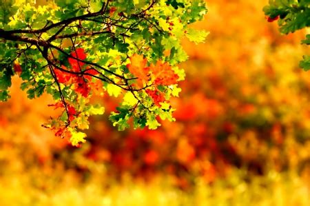 September - Other & Nature Background Wallpapers on Desktop Nexus ...