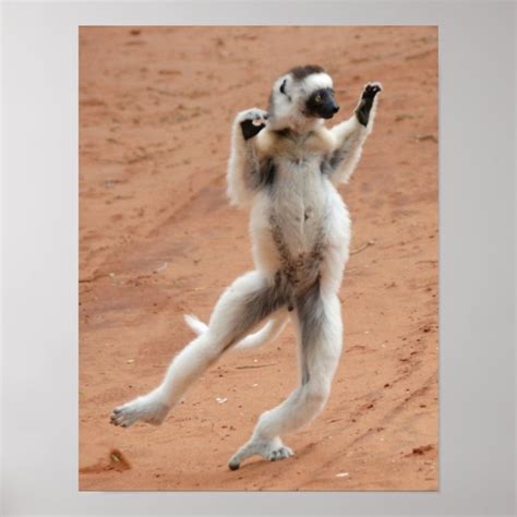 Dancing Sifaka Lemur Poster | Zazzle.com