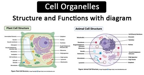 35+ Diagram Of An Organelle - AntonMarykate