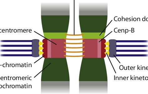 Centromere Structure