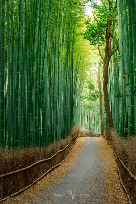 Bamboo Forest in Kyoto. | Nature travel, Nature, Bamboo forest