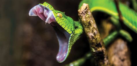 Cheap, innovative snake venom treatments could save lives | Science News