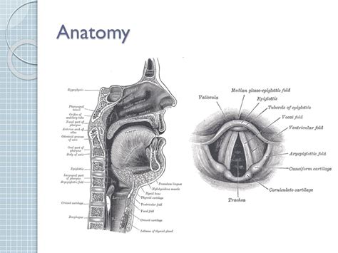 Anatomy Airway Intubation View