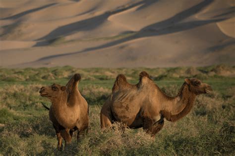 Wild Camels - WildLife Foundation