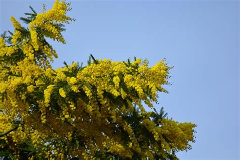 Mimosa tree in full bloom 8585556 Stock Photo at Vecteezy