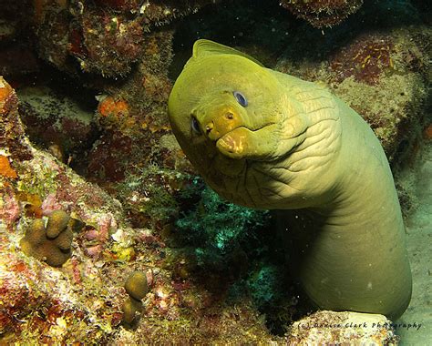 Green Moray Eel | Underwater photos, Moray eel, Underwater