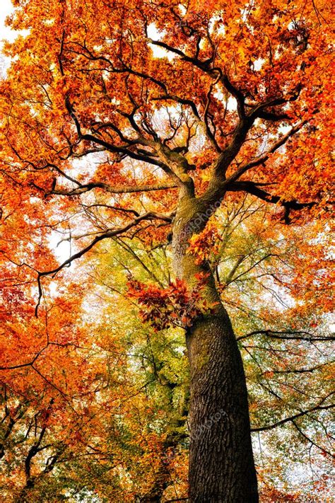 Autumn oak tree Stock Photo by ©sborisov 125259560