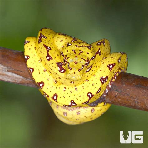 Baby Biak Green Tree Pythons (Morelia viridis) For Sale - Underground ...