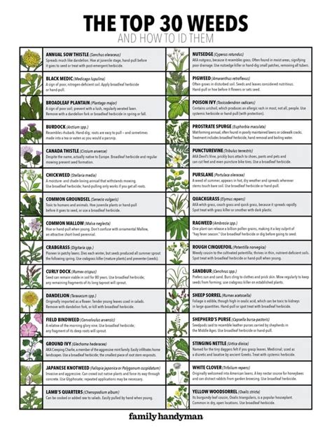 30 Common Lawn Weeds and How to ID Them (Plus Free Downloadable Chart ...