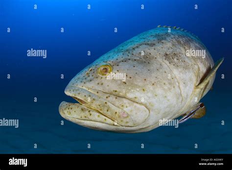 Goliath Grouper Epinephelus itajara during a spawning aggregation in ...