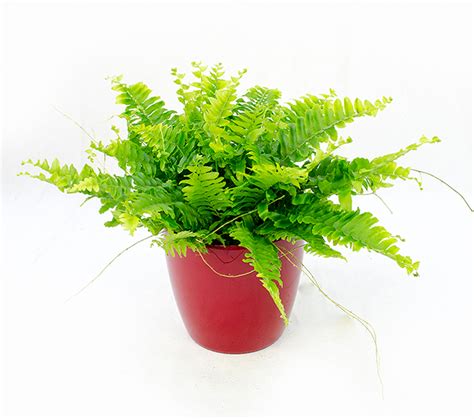 Feriga Nephrolepis exaltata | Plante purificatoare online