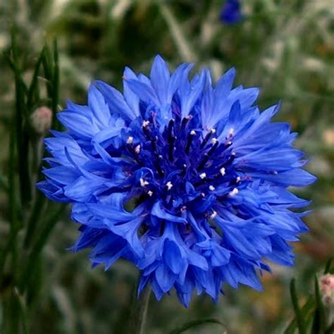 Edible - Blue Bachelor Button Flower Seeds - Price €1.95