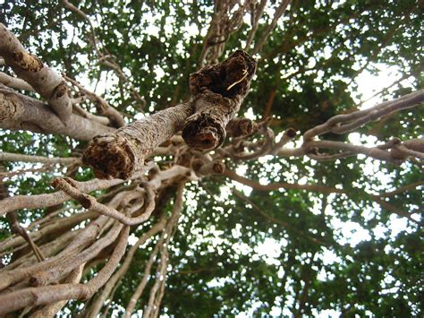 Banyan Tree | In Hinduism, the banyan tree is considered sac… | Flickr